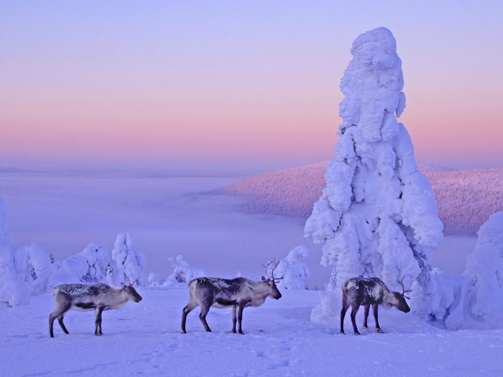 finlandia finlandia