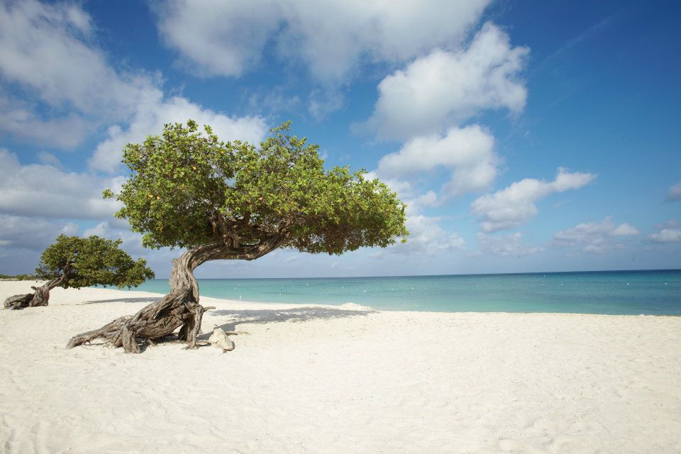aruba aruba