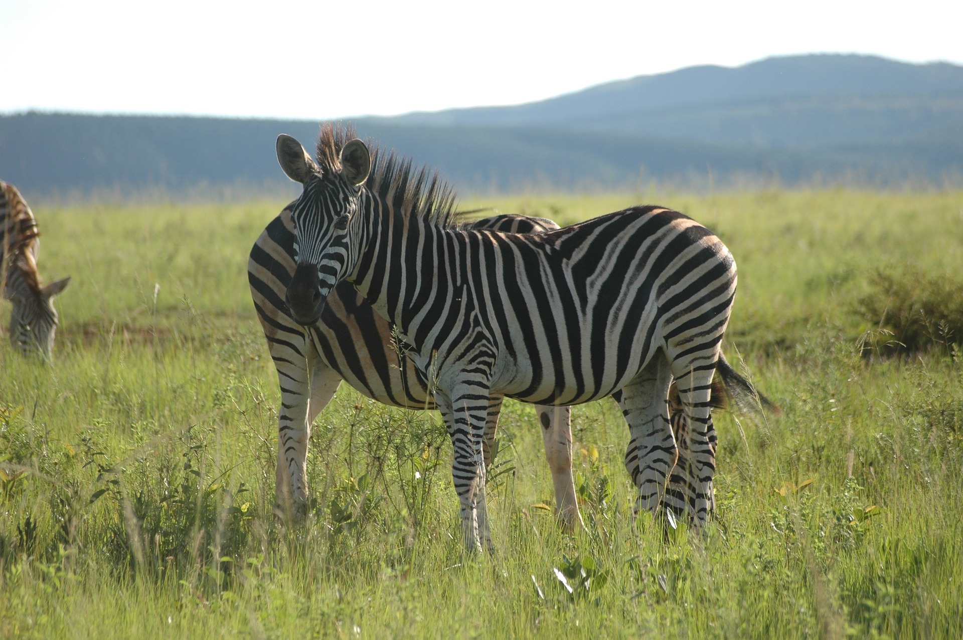 eswatini