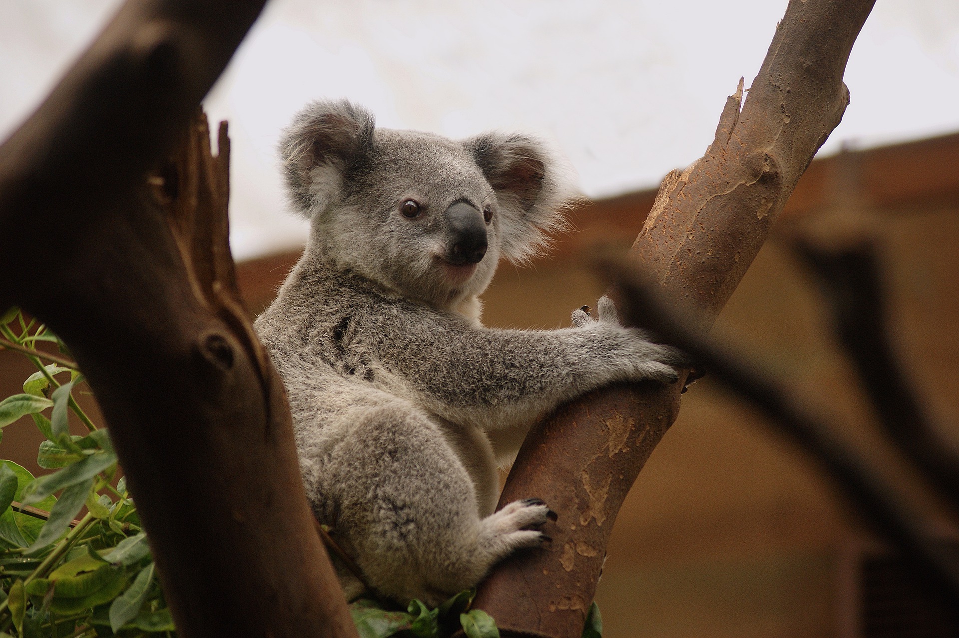 Koala Koala