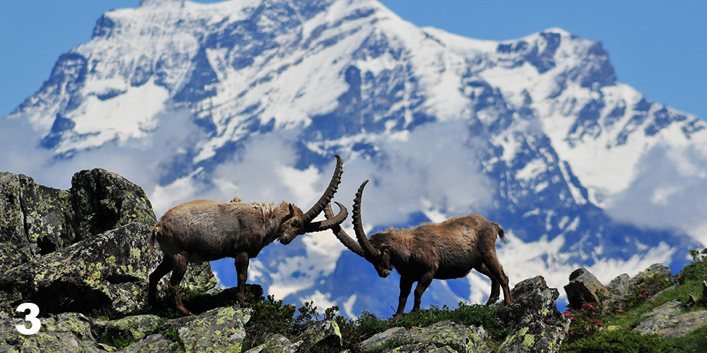  safari naturalistici, Gran Paradiso