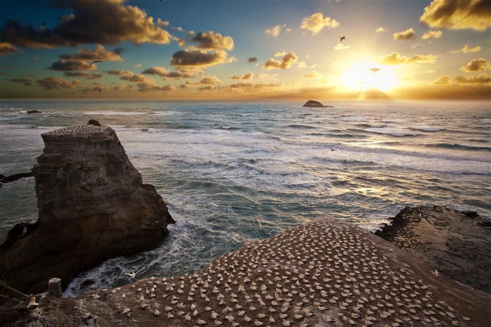 Muriwai