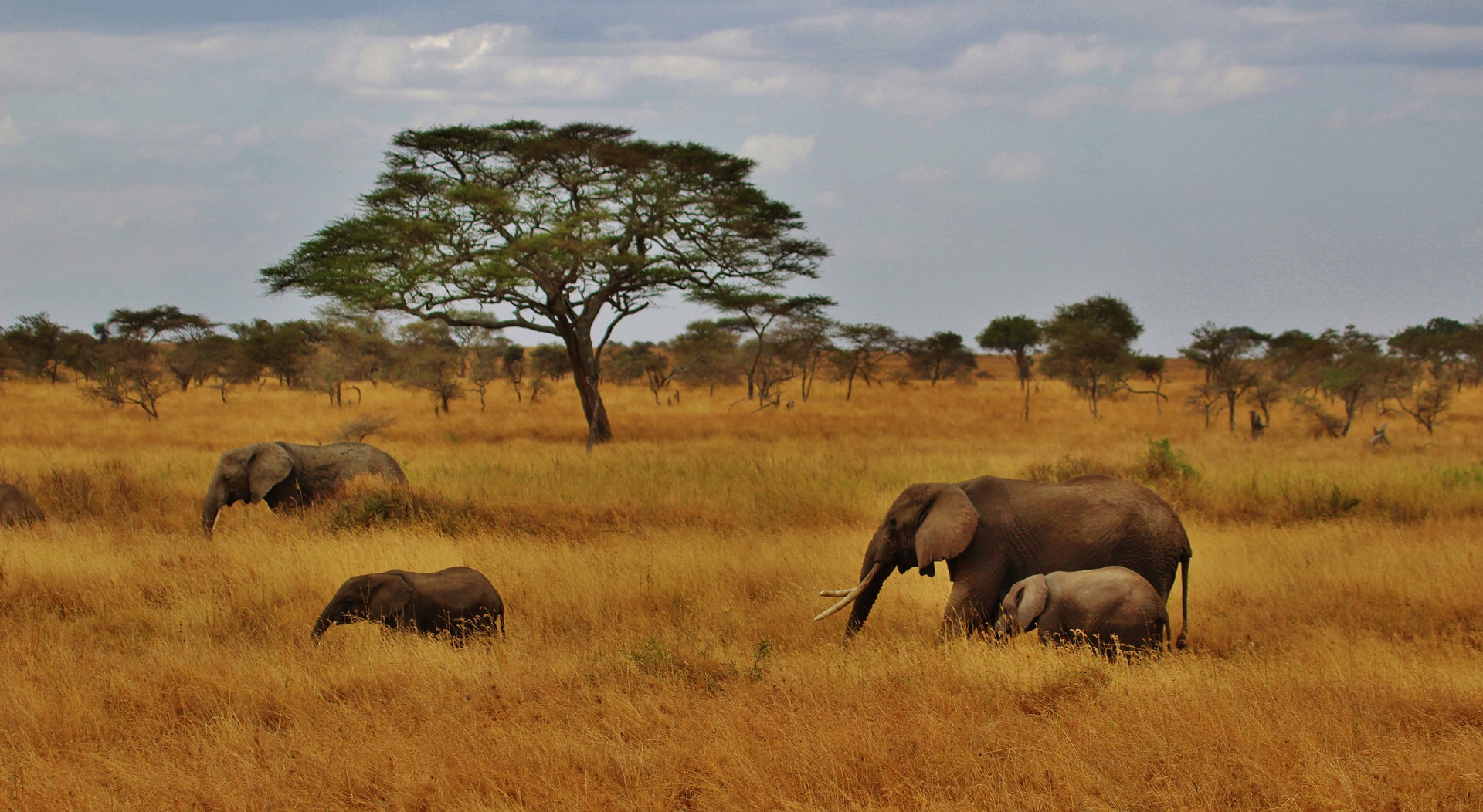 Serengeti  