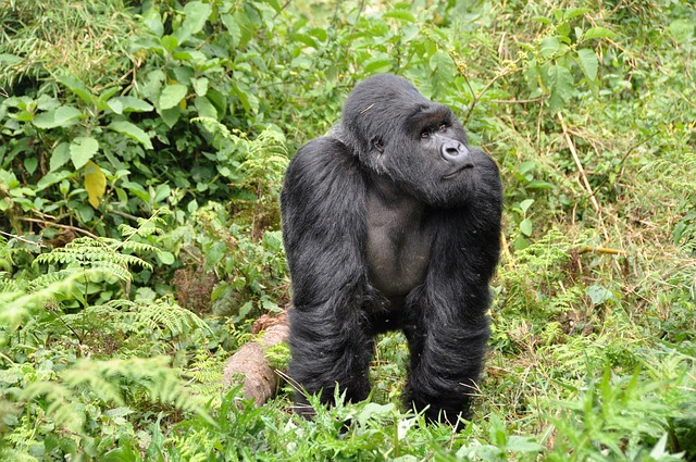 gorilla